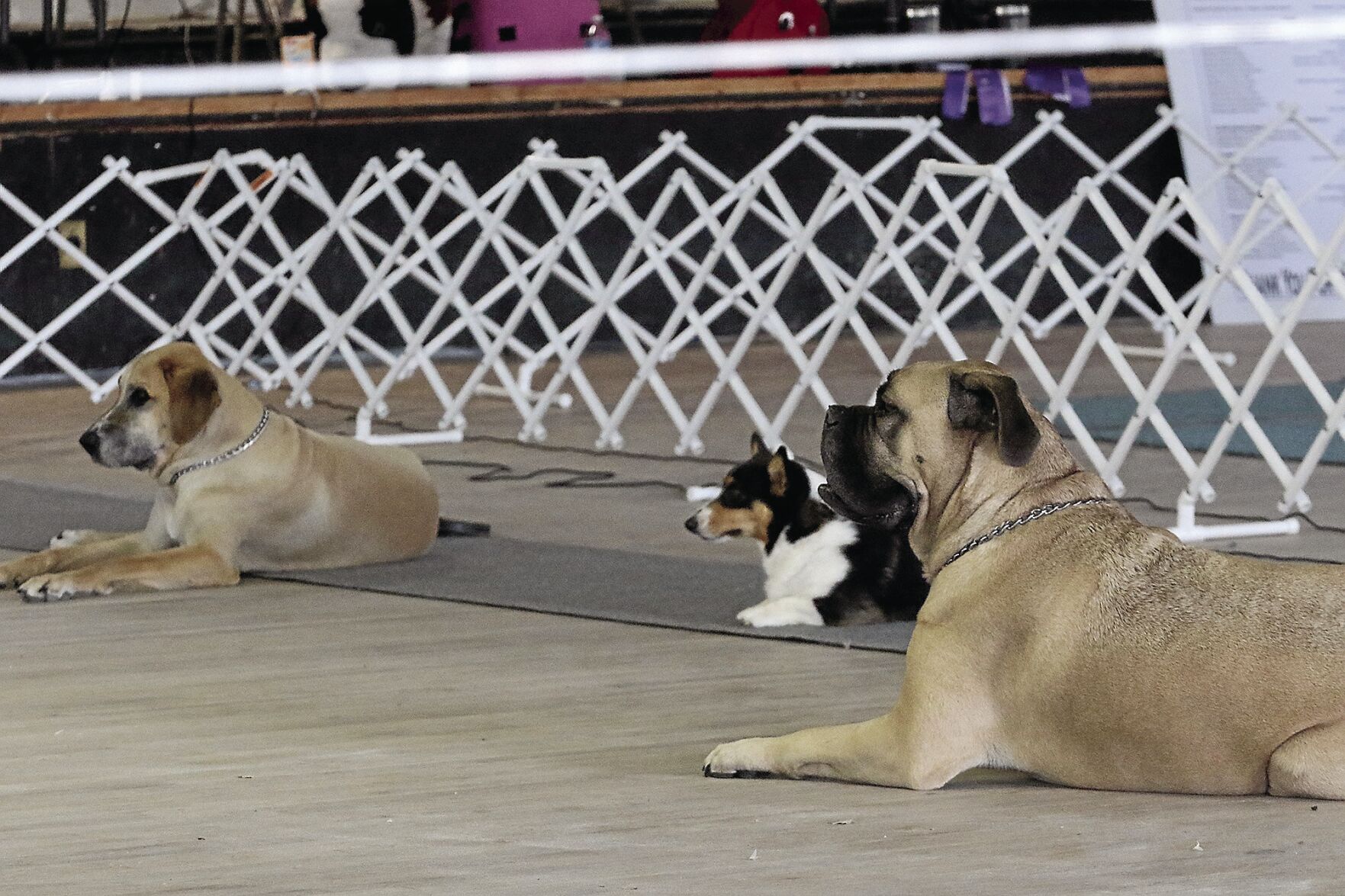 PHOTOS: Scotts Bluff County Fair Dog Show 2020